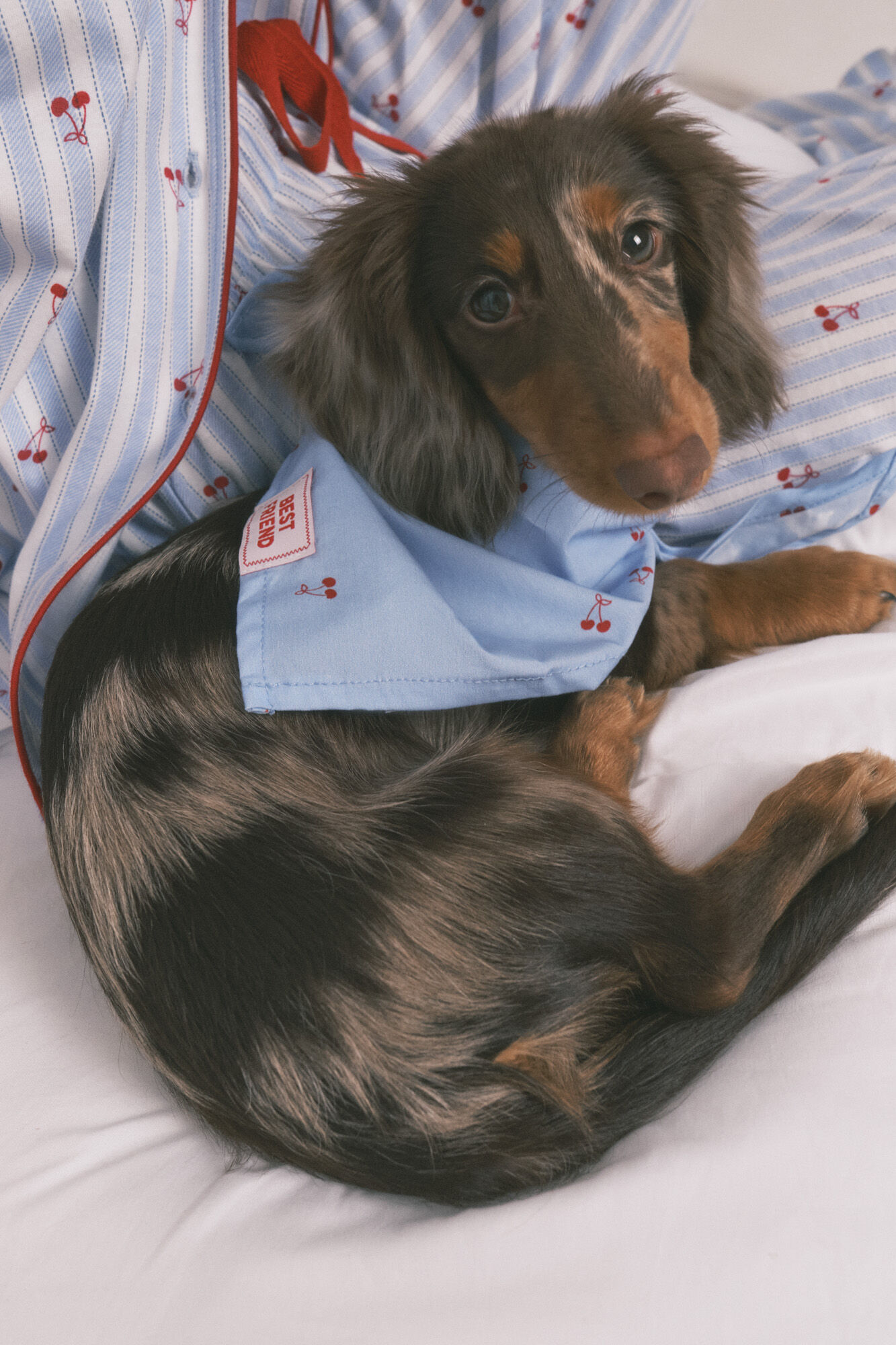 Women'secret Bandana para perro con estampado de cerezas azul azul