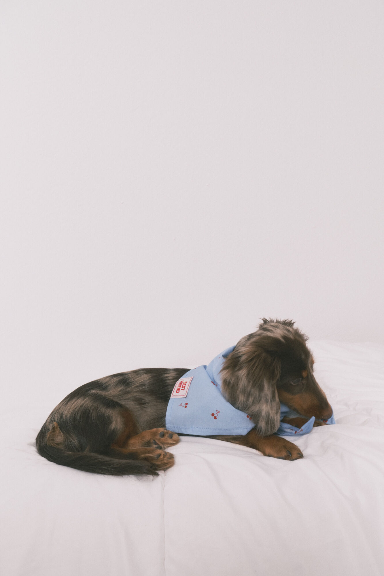 Women'secret Bandana para perro con estampado de cerezas azul azul